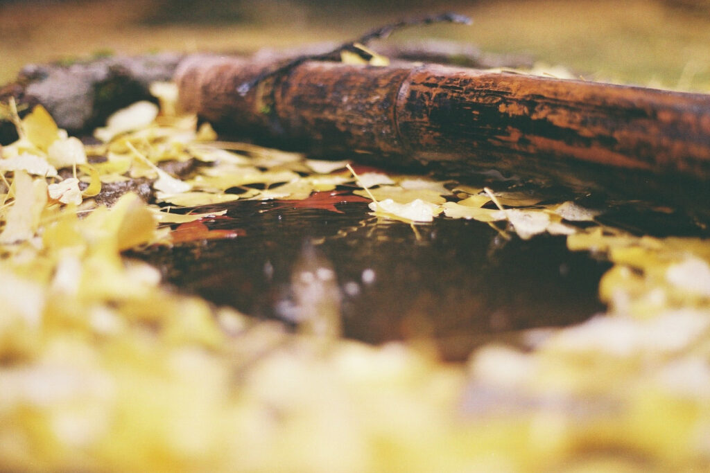 フィルム去年の4本目