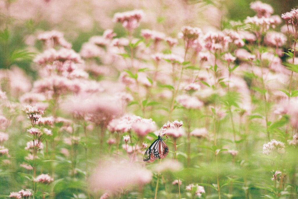 フィルム今年2本目