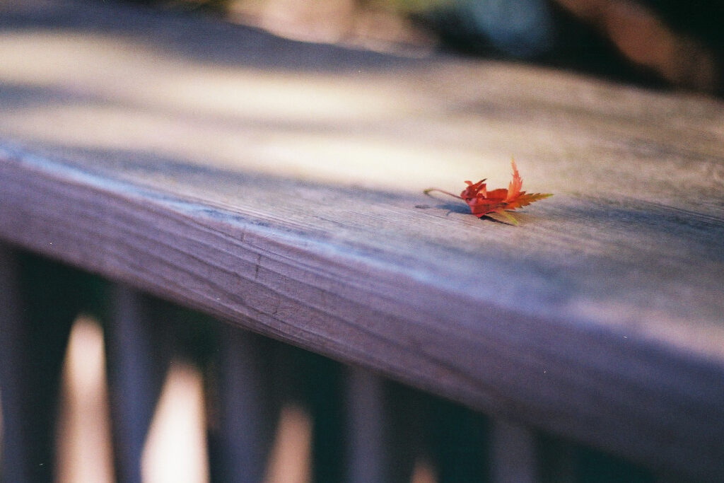 フィルム今年3本目