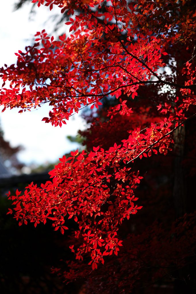 紅葉の京都