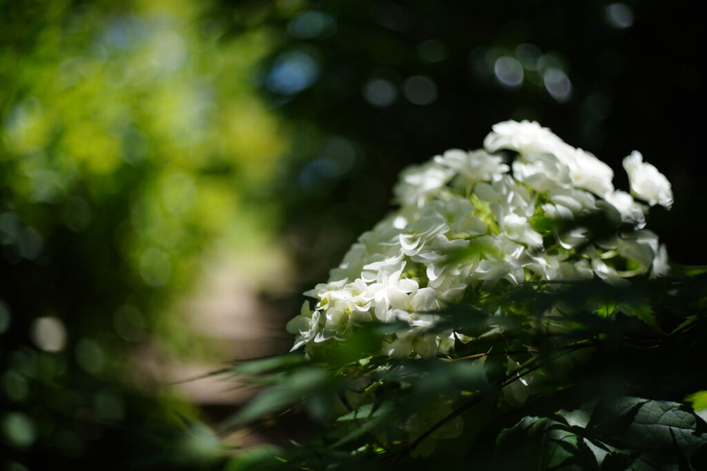 紫陽花