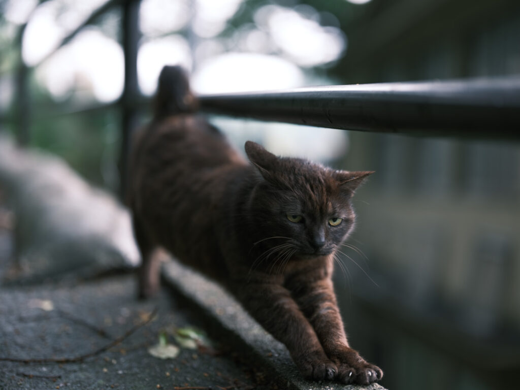 猫の尾道2