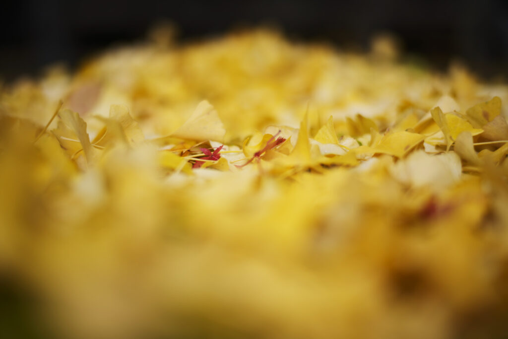 晩秋、落葉神社ほか その2
