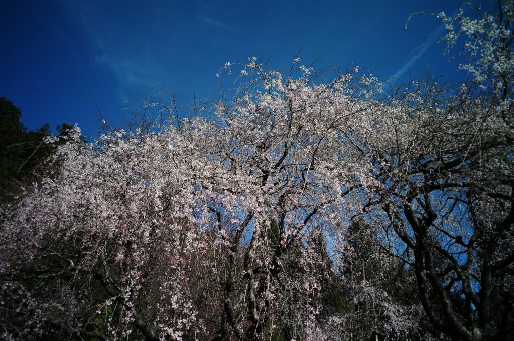 桜の木の下には