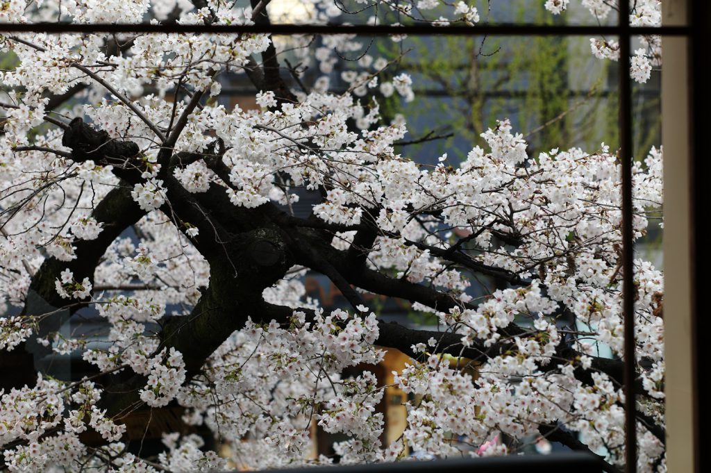 桜の季節の京都　その２