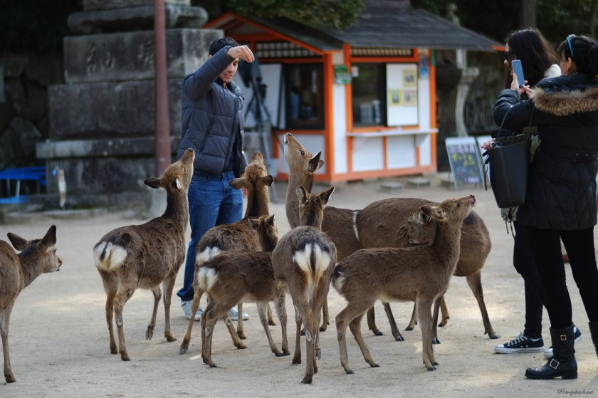 tak1601_Miyajima03.jpg