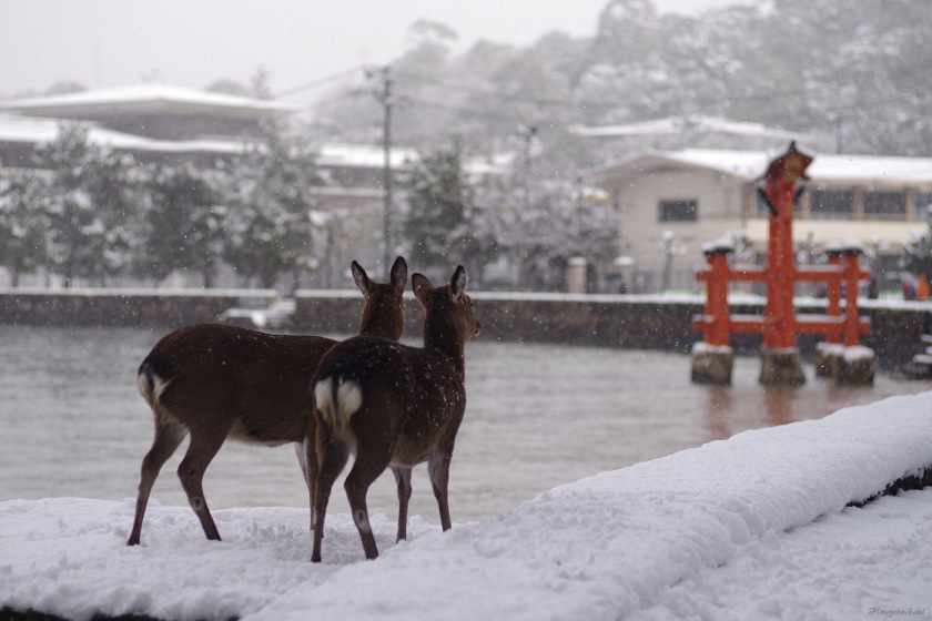 tak1701_Miyajima05.jpg