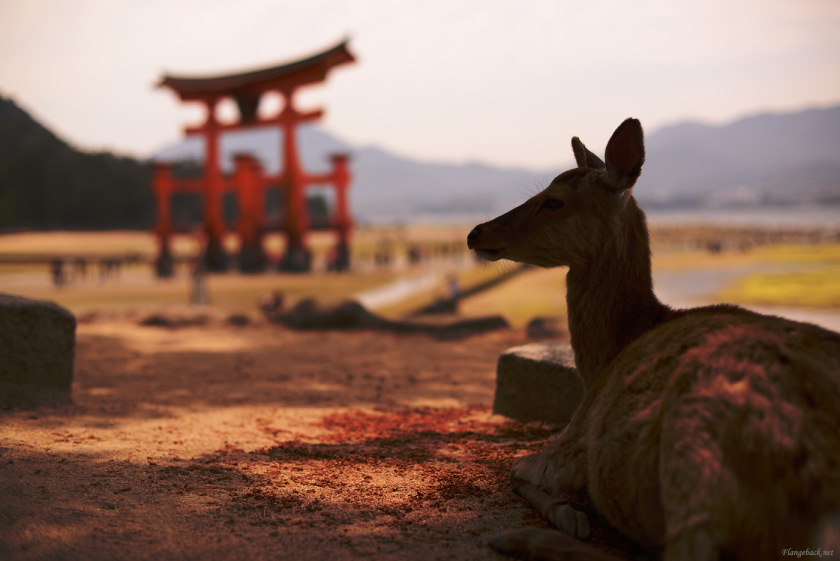 tak1505_Miyajima01.jpg