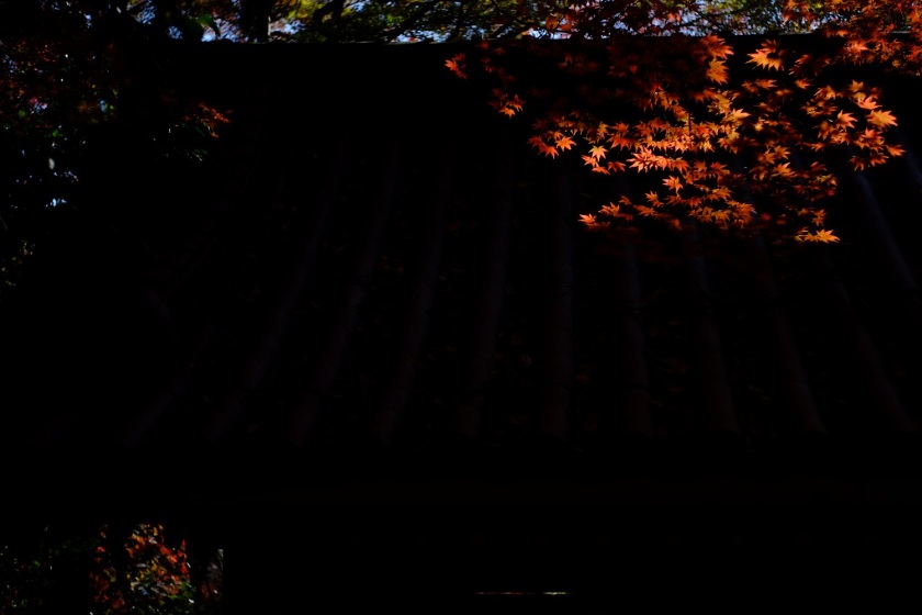 DSCF6099.JPG