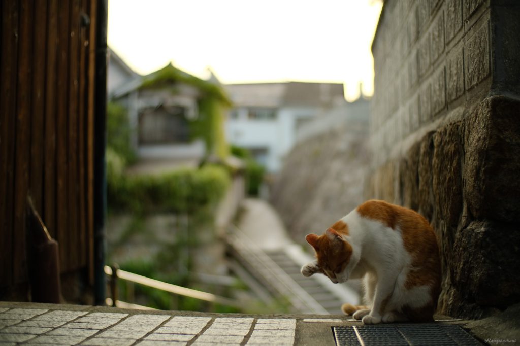 尾道猫まみれ